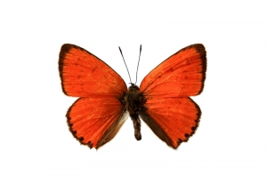 Бабочки (4)_новый размер