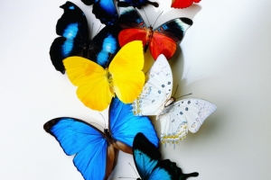 Бабочки (5)_новый размер