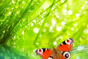 Бабочки (63)_новый размер