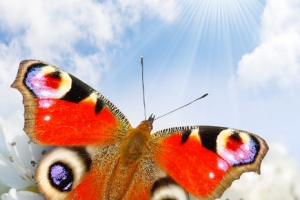 Бабочки (69)_новый размер