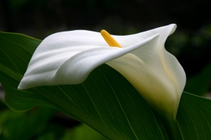 white calla profile