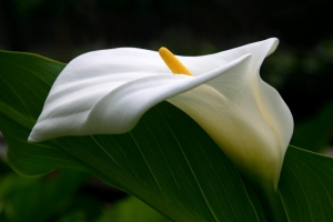 white calla profile