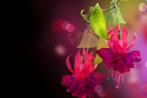 Fuchsia flowers over black