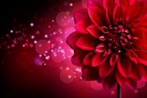 Dahlia Autumn flower design