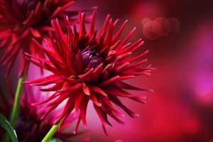 Dahlia Autumn flower design