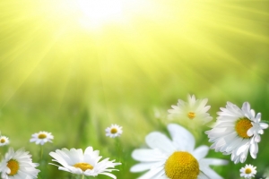 Daisy field against the sun