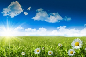 Wild daisies in the grass with a blue sky