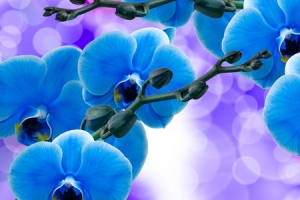 orchid flower