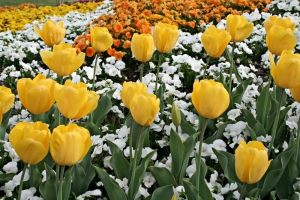 Tulips and Petunias