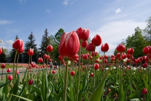 Red tulips and blue sky