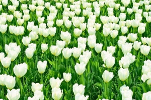 multiple tulips