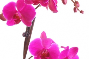 Orchid