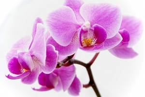 orchid