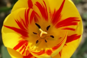 tulips photo