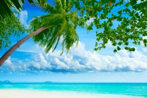 Palmtree on the beach