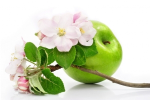 green apple fruit isolated with spring pink flowers and green leafs on branch