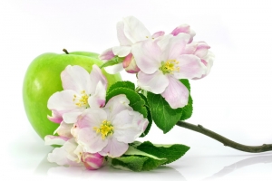 green apple fruit isolated with spring pink flowers and green leafs on branch